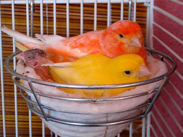 Содержание канареек и уход за ними в Советске