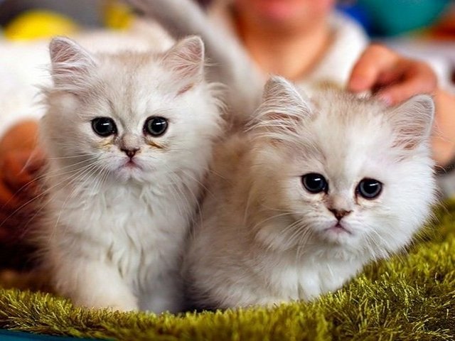 Породы кошек в Советске | ЗооТом портал о животных