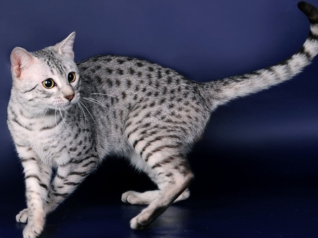 Породы кошек в Советске | ЗооТом портал о животных